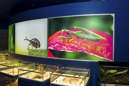 L'insectarium à Montréal L'insectarium à Montréal