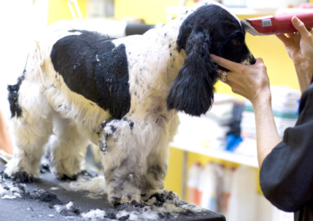 Toilettage chien Toilettage chien