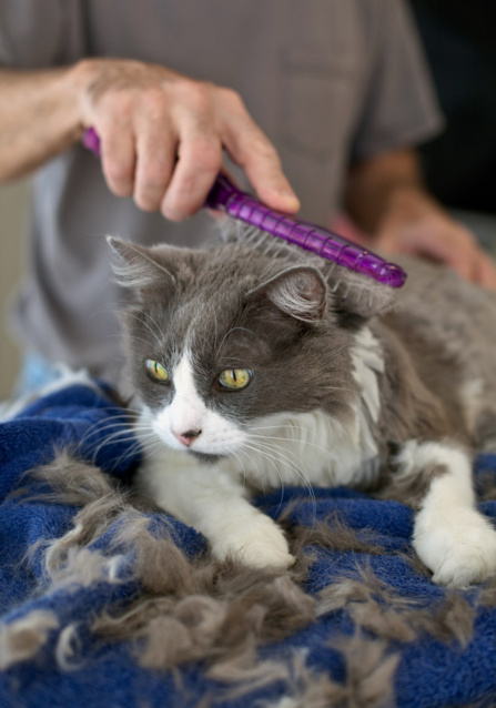 Toilettage chat Toilettage chat