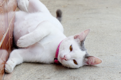 la gestion d’un chat : on vous dit tout !