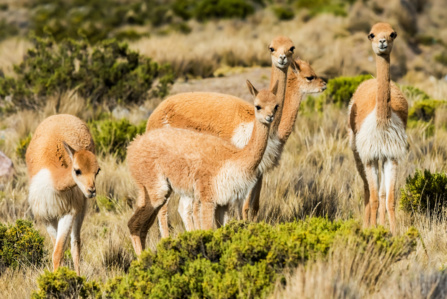 Pérou : biodiversité des espèces animales et végétales