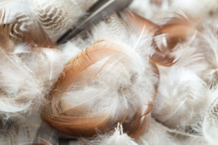 Couettes en duvet d'oie Couettes en duvet d'oie