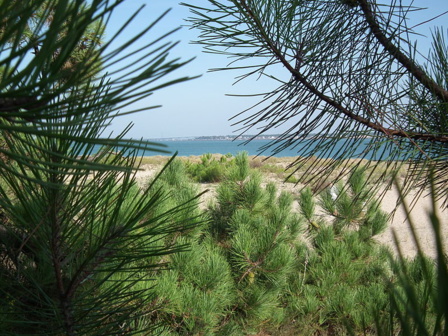 Plage de Gatseau sur l'Ile d'Oléron face à la Tremblade