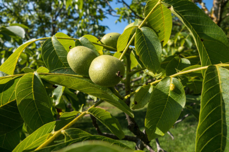 Le fruit du noyer : la noix