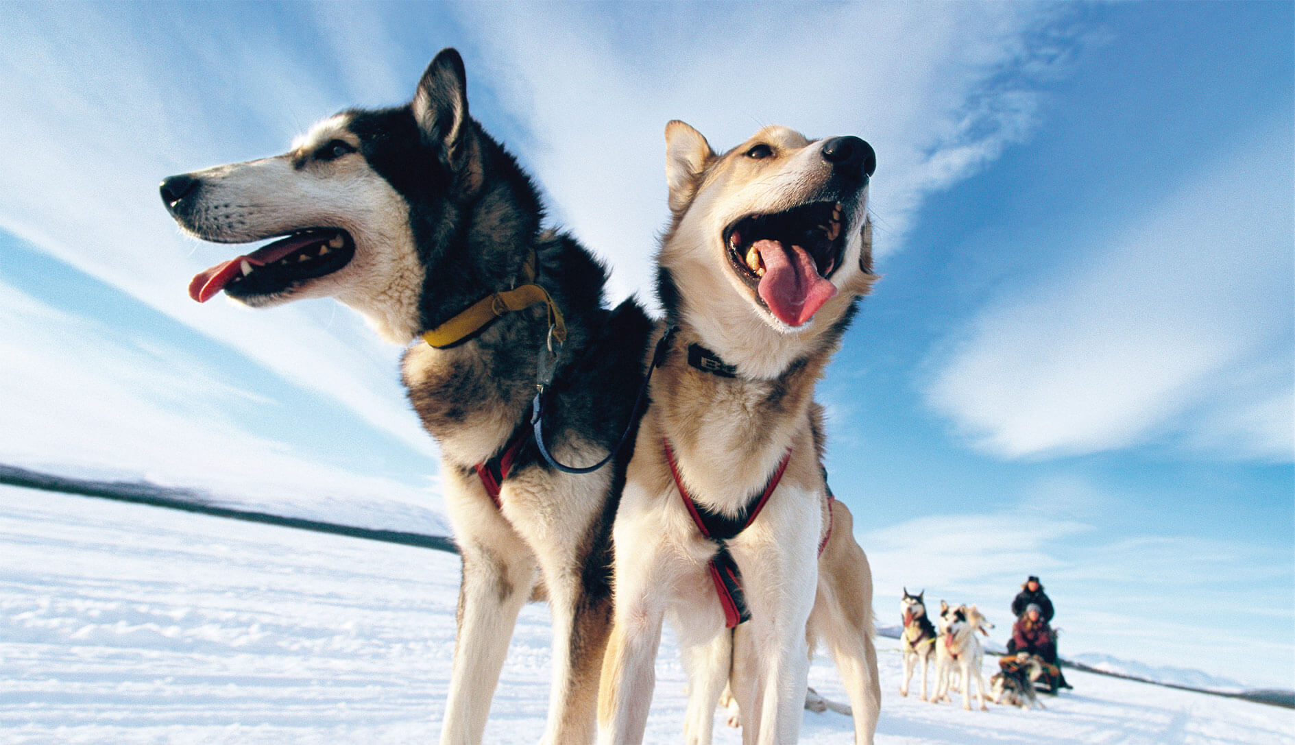 Balade de traîneau à chien Balade de traîneau à chien