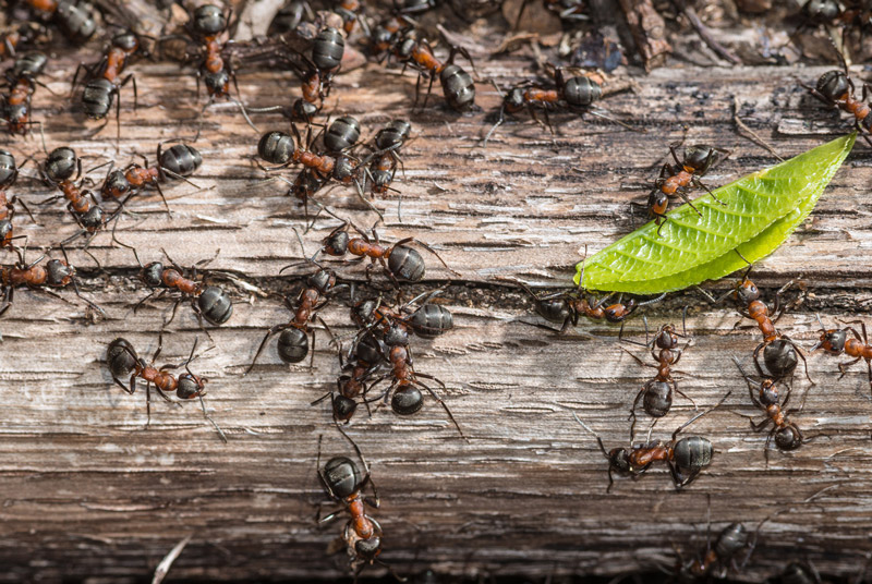 Fourmis charpentières