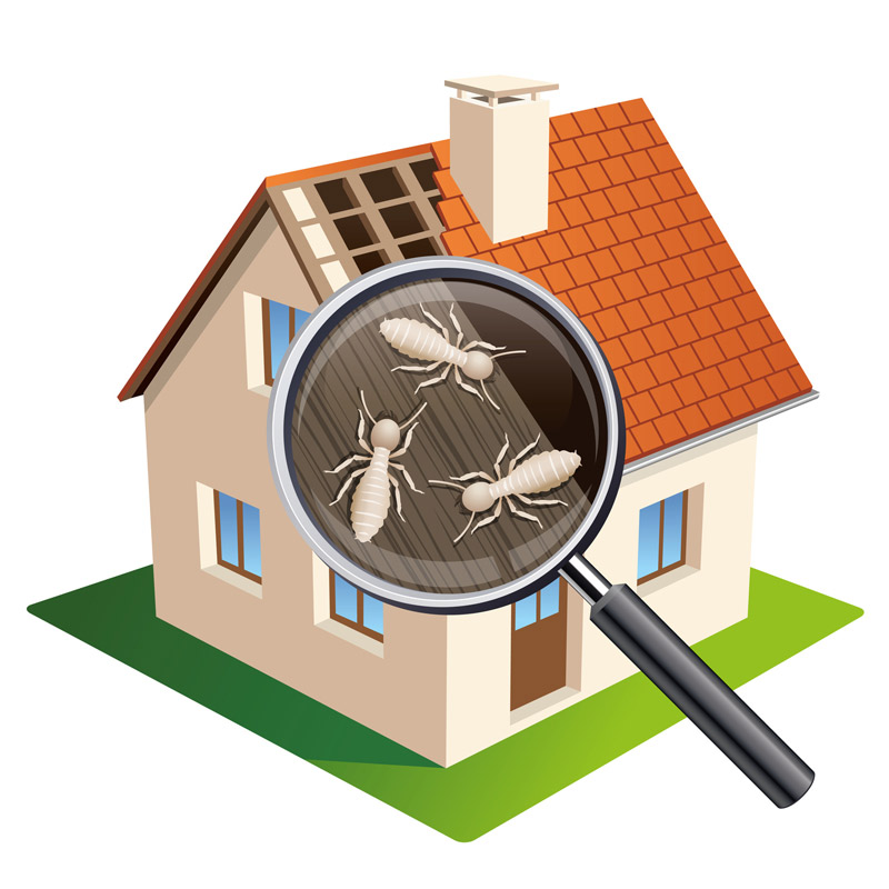 Fourmis charpentières, s'en débarrasser Fourmis charpentières, s'en débarrasser