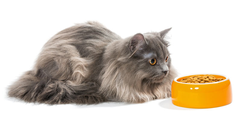 Alimentation chat Alimentation chat