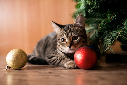 Un chat pour noël Un chat pour noël