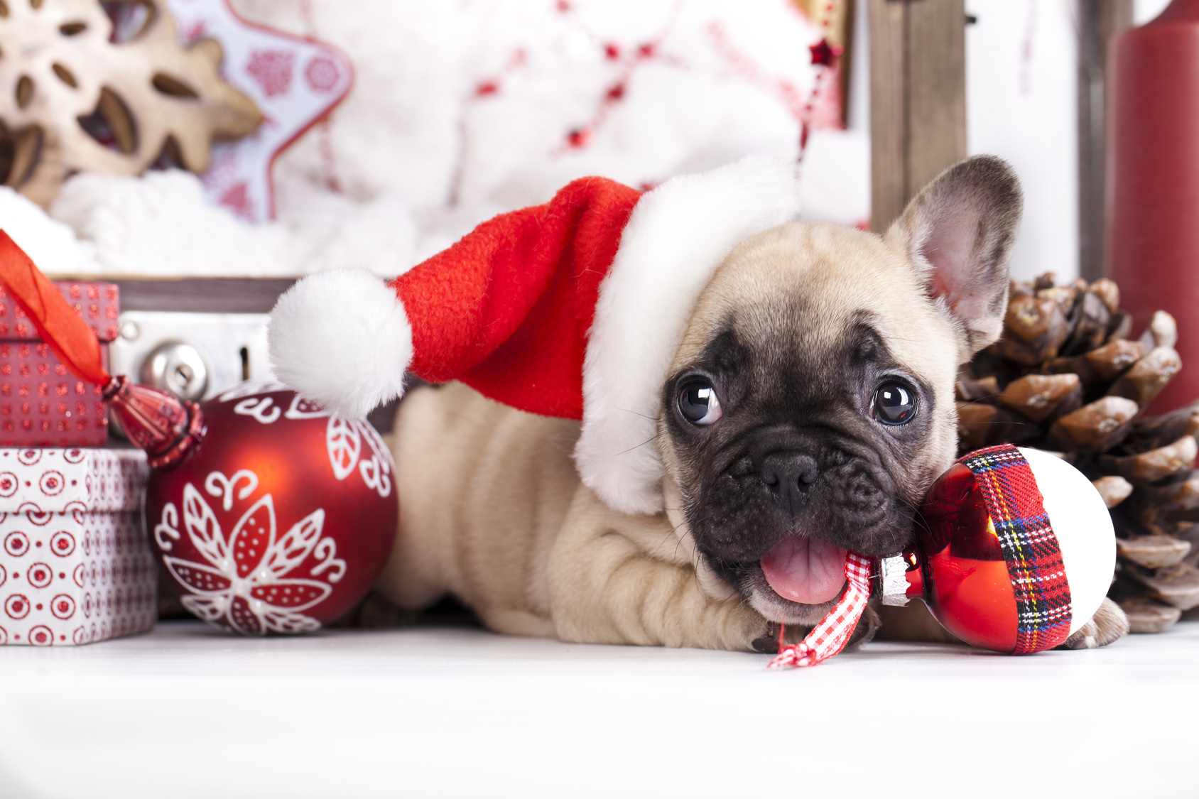 Un chien pour noël