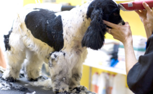 le toilettage du chien