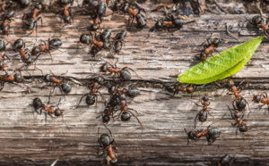 se débarrasser définitivement des fourmis charpentières