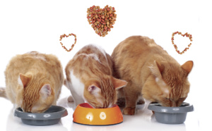 pourquoi choisir les croquettes sans céréales? pourquoi choisir les croquettes sans céréales?