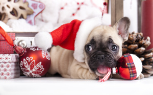 cadeau de noël : pourquoi pas un chien ?