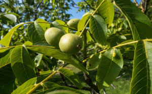 noix de grenoble, un fruit aux vertus surprenantes